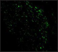 Anti-NOXA antibody produced in rabbit affinity isolated antibody, buffered aqueous solution