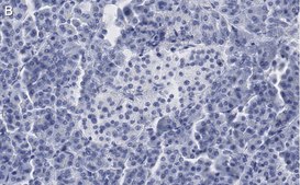 Anti-Somatostatin-28 Antibody, clone 2B19 ZooMAb&#174; Rabbit Monoclonal recombinant, expressed in HEK 293 cells