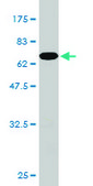 Monoclonal Anti-PCBP2 antibody produced in mouse clone 5F12, purified immunoglobulin, buffered aqueous solution