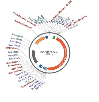 PSF-OXB20-BETAGAL - BACTERIAL BETA GALACTOSIDASE PLASMID plasmid vector for molecular cloning