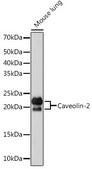 Anti-Caveolin-2 Antibody, clone 8I4U7, Rabbit Monoclonal