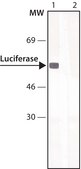 Anti-Luciferase antibody produced in rabbit IgG fraction of antiserum, buffered aqueous solution