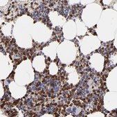 Anti-NCF2 antibody produced in rabbit Ab1, Prestige Antibodies&#174; Powered by Atlas Antibodies, affinity isolated antibody, buffered aqueous glycerol solution