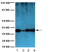 Anti-Actin Antibody, smooth muscle, clone ASM-1 clone ASM-1, Chemicon&#174;, from mouse