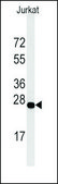 Anti-DDIT4 (N-term) antibody produced in rabbit IgG fraction of antiserum, buffered aqueous solution