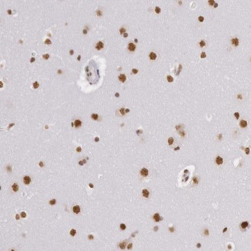 Anti-HNRNPH2 antibody produced in rabbit Ab1, Prestige Antibodies® Powered by Atlas Antibodies, affinity isolated antibody, buffered aqueous glycerol solution