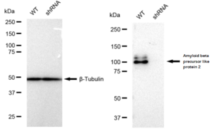 KD-Validated Anti Amyloid beta precursor like protein 2 Antibody, clone 23GB1595, Rabbit Monoclonal clone 23GB1595, recombinant rabbit monoclonal, expressed in HEK293 cells