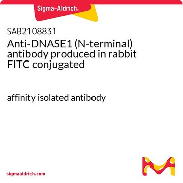 Anti-DNASE1 (N-terminal) antibody produced in rabbit FITC conjugated affinity isolated antibody