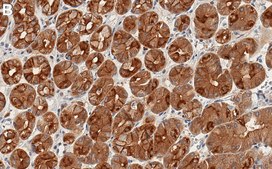 Anti-ARF6 Antibody, clone 1C10 ZooMAb&#174; Rabbit Monoclonal recombinant, expressed in HEK 293 cells