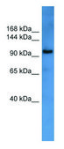 Anti-ZEB1 (N-terminal) antibody produced in rabbit affinity isolated antibody