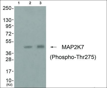 Anti-phospho-MAP2K7 (pThr275) antibody produced in rabbit affinity isolated antibody