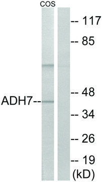 Anti-ADH7 antibody produced in rabbit affinity isolated antibody