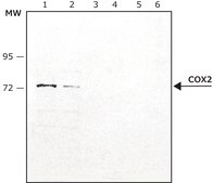 Anti-COX2 antibody produced in rabbit ~1.0&#160;mg/mL, affinity isolated antibody