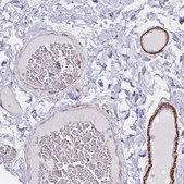 Anti-EPX antibody produced in rabbit Prestige Antibodies&#174; Powered by Atlas Antibodies, affinity isolated antibody, buffered aqueous glycerol solution