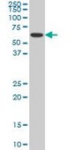 Monoclonal Anti-NR1H4, (C-terminal) antibody produced in mouse clone 1B10, purified immunoglobulin, buffered aqueous solution