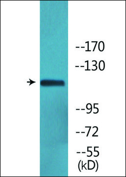 Anti-phospho-Ret (pTyr1062) antibody produced in rabbit affinity isolated antibody