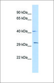 Anti-ZFP36 antibody produced in rabbit affinity isolated antibody