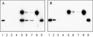 Catch and Release v2.0 Reversible Immunoprecipitation System