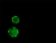 Anti-Mouse IgG (Fab specific)&#8722;FITC antibody produced in goat affinity isolated antibody, buffered aqueous solution