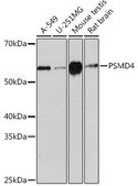 Anti-PSMD4 antibody produced in rabbit