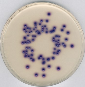 Chromocult&#174; Coliform Agar ChromoCult&#174;, according to ISO 9308, EPA, AOAC&#174;, granular, for coliforms, for Escherichia coli, pack of 500&#160;g