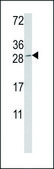 ANTI-GZMM (CENTER) antibody produced in rabbit IgG fraction of antiserum, buffered aqueous solution