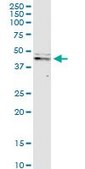 Monoclonal Anti-CASP9 antibody produced in mouse clone 3B8-4G2, purified immunoglobulin, buffered aqueous solution