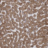 Anti-GATM antibody produced in rabbit Prestige Antibodies&#174; Powered by Atlas Antibodies, affinity isolated antibody, buffered aqueous glycerol solution