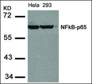 Anti-RELA (Ab-536) antibody produced in rabbit affinity isolated antibody