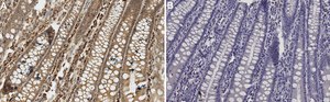 Anti-Caspase 3 Antibody, active (cleaved) form Chemicon&#174;, from rabbit