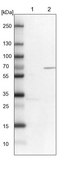 Anti-KIF2A antibody produced in rabbit Prestige Antibodies&#174; Powered by Atlas Antibodies, affinity isolated antibody, buffered aqueous glycerol solution