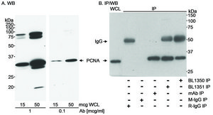 Rabbit anti-PCNA Antibody, Affinity Purified Powered by Bethyl Laboratories, Inc.
