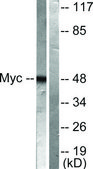 Anti-MYC antibody produced in rabbit affinity isolated antibody