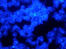 Filipin III from Streptomyces filipinensis &#8805;85% (HPLC)
