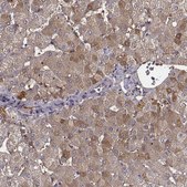 Anti-TF antibody produced in rabbit Ab2, Prestige Antibodies&#174; Powered by Atlas Antibodies, affinity isolated antibody, buffered aqueous glycerol solution