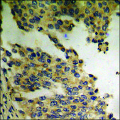 Anti-phospho-Tau (pThr212) antibody produced in rabbit affinity isolated antibody