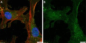Anti-Neuropilin-1 Antibody, clone 1H21 ZooMAb&#174; Rabbit Monoclonal recombinant, expressed in HEK 293 cells