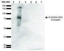 Monoclonal Anti-O-GlcNAc-Atto 488 antibody produced in mouse clone 9H6