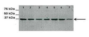 Anti-GAPDH antibody produced in rabbit affinity isolated antibody