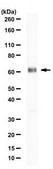 Anti-Vangl2 from rabbit, purified by affinity chromatography