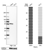 Anti-TRAF4 antibody produced in rabbit Prestige Antibodies&#174; Powered by Atlas Antibodies, affinity isolated antibody, buffered aqueous glycerol solution