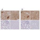 Anti-OMG antibody produced in rabbit Prestige Antibodies&#174; Powered by Atlas Antibodies, affinity isolated antibody, buffered aqueous glycerol solution