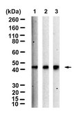 Anti-PDH kinase 1 Antibody, clone 1C7-H1 ZooMAb&#174; Rabbit Monoclonal recombinant, expressed in HEK 293 cells