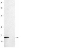 Anti-dimethyl-Histone H3 (Lys36) Antibody serum, Upstate&#174;