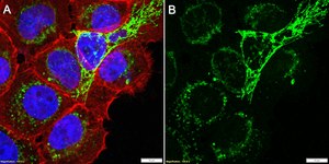 Anti-RAP1GDS1 Antibody, clone 1H6 ZooMAb&#174; Rabbit Monoclonal recombinant, expressed in HEK 293 cells