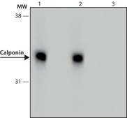 Anti-Calponin antibody, Mouse monoclonal clone hCP, purified from hybridoma cell culture