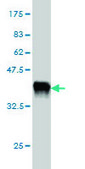 Monoclonal Anti-GABPA antibody produced in mouse clone 1D6, purified immunoglobulin, buffered aqueous solution