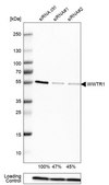 Anti-WWTR1 antibody produced in rabbit Prestige Antibodies&#174; Powered by Atlas Antibodies, affinity isolated antibody, buffered aqueous glycerol solution