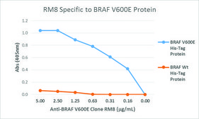 Anti-BRAF (V600E) antibody, Rabbit monoclonal recombinant, expressed in HEK 293 cells, clone RM8, purified immunoglobulin