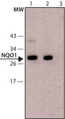 Anti-NQO1 (C-terminal) antibody produced in rabbit ~1&#160;mg/mL, affinity isolated antibody, buffered aqueous solution